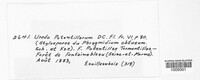 Uredo potentillarum image
